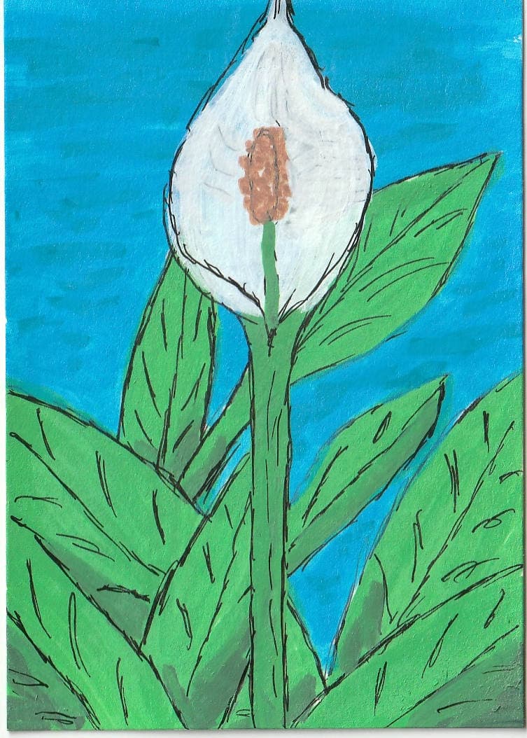 Peace Lily — original ACEO acrylic painting